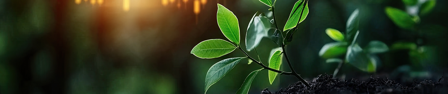 up-close image of leaves on a plant
