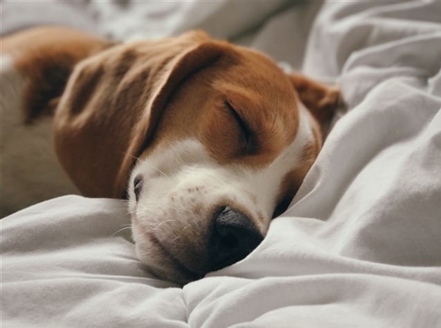 Dog sleeping on blanket