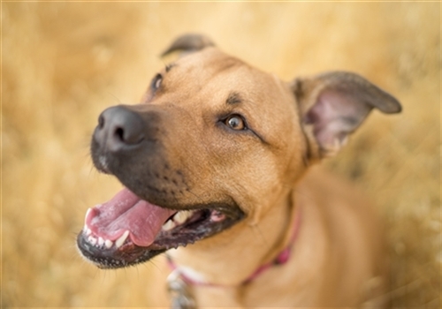 Dog looking happy with open mouth 