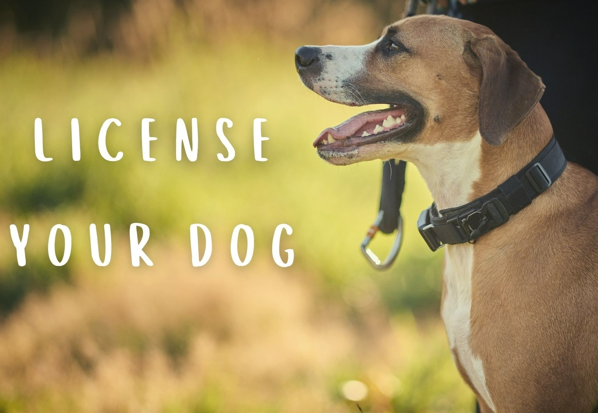 Dog with tongue out standing on grass